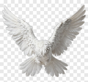 White Bird With Spread Wings PNG