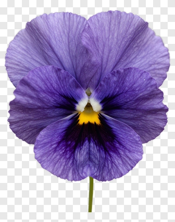 Purple Pansy In Close-Up PNG