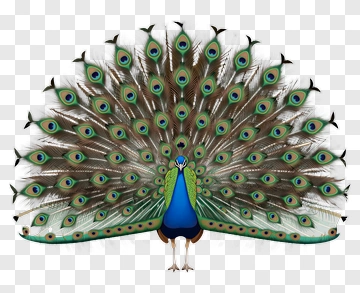 Peacock With Open Tail Feathers PNG