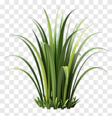 Grass Plant PNG