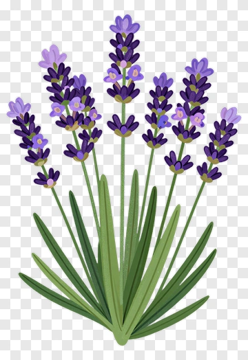 Lavender Plant Illustration PNG