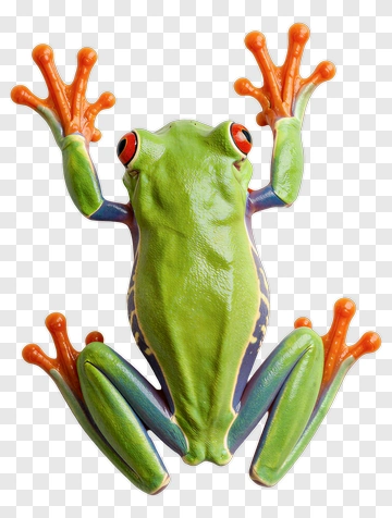 Red-eyed Tree Frog With Vibrant Colors PNG