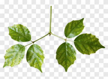 Green Leaf With Water Droplets PNG