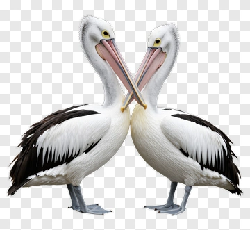 Two Pelicans Facing Each Other PNG