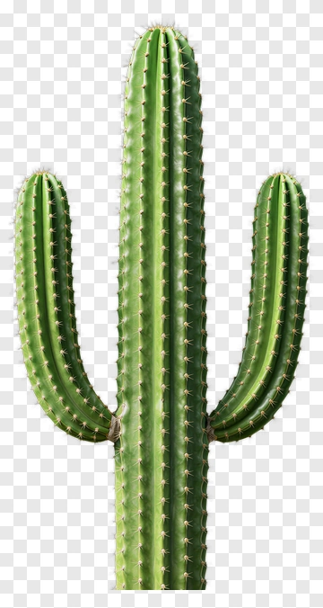 Cactus PNG