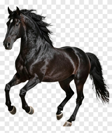 Black Horse PNG