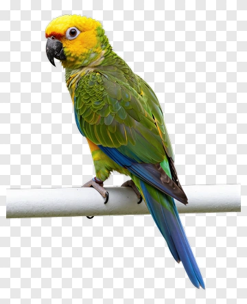 Yellow-headed Parrot Perched On A Pole PNG