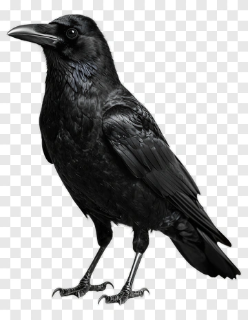 Black Crow Portrait PNG