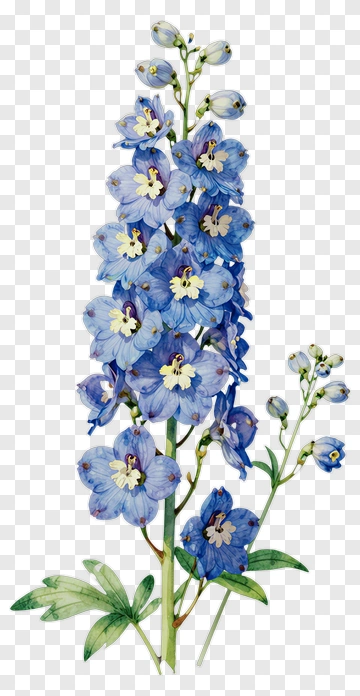 Blue Delphinium Flower With Green Leaves PNG