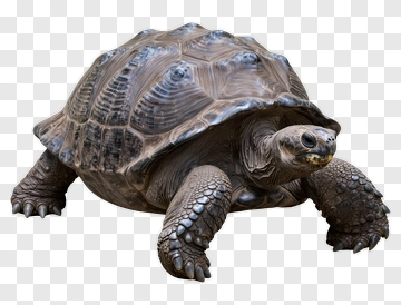 Turtle PNG