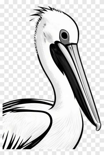Pelican Head Illustration PNG