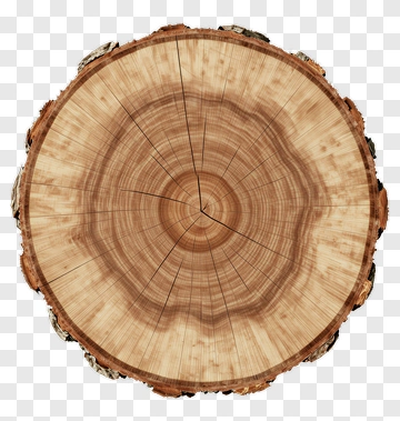 Tree Stump Cross Section PNG