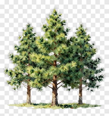 Three Pine Trees In Watercolor Style PNG