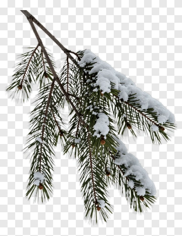 Snow Covered Pine Branch PNG