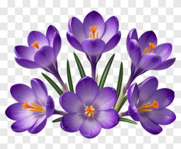 Purple Crocus Blooms In Spring PNG