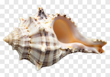 Seashell With Brown And White Patterns PNG