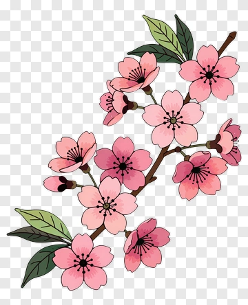 Cherry Blossom Branch With Pink Flowers PNG