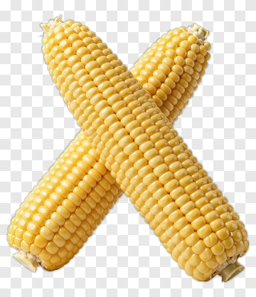 Two Corn Cobs Crossed PNG