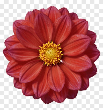 Red Dahlia Flower PNG