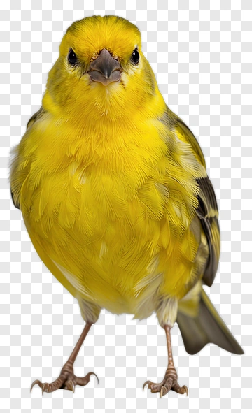 Yellow Canary Bird PNG