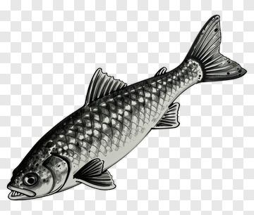 Hand-drawn Fish Illustration PNG