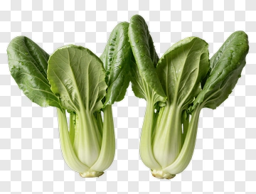Fresh Bok Choy With Dew Drops PNG