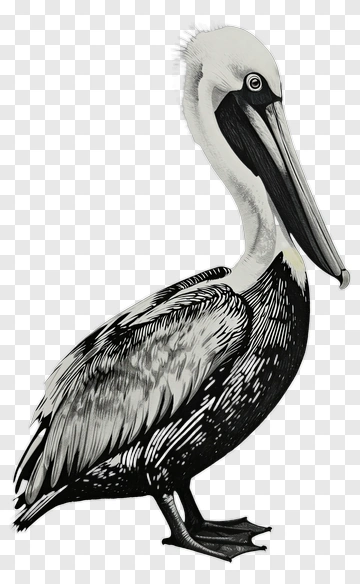 Pelican PNG