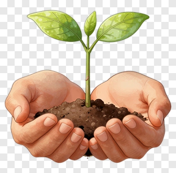 Hands Holding A Seedling PNG