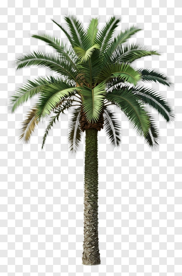 Palm Tree PNG