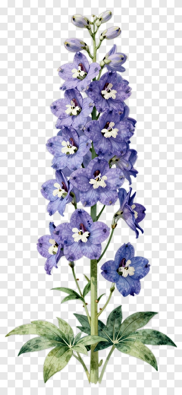 Delphinium Flower With Green Leaves PNG