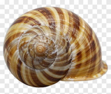 Snail Shell PNG