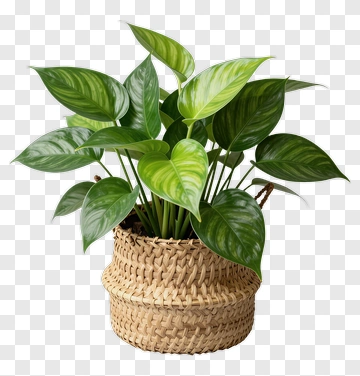 Green Plant In Woven Basket PNG