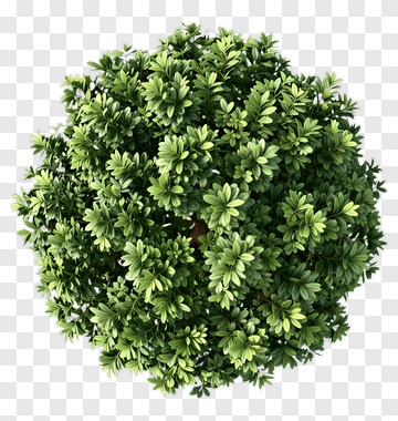 Topiary Bush With Dense Foliage PNG