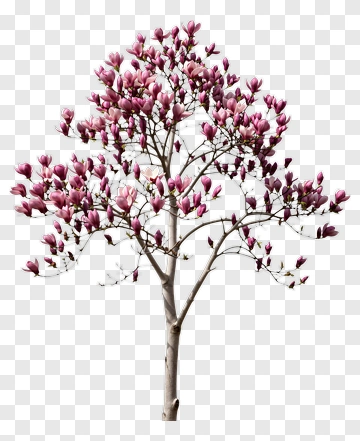 Magnolia Tree In Full Bloom PNG