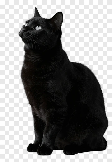 Black Cat Sitting PNG