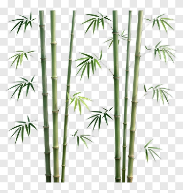 Bamboo PNG