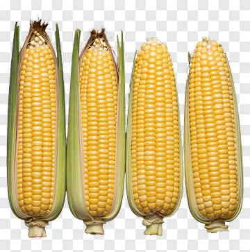 Four Ears Of Fresh Corn PNG