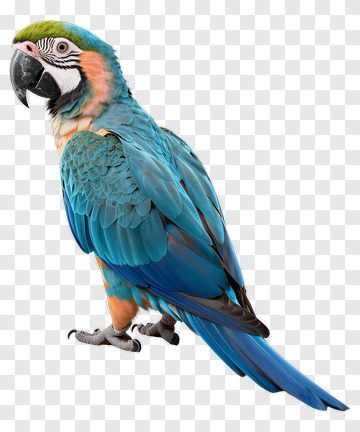 Blue And Green Macaw PNG