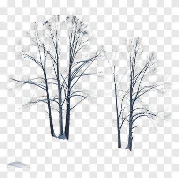 Snowy Trees On Hill PNG