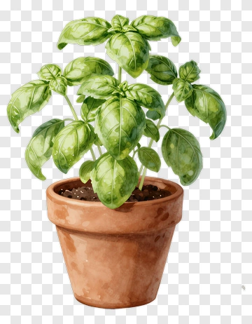 Watercolor Basil Plant In Terracotta Pot PNG