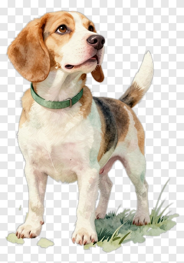 Beagle Dog Standing Alert PNG