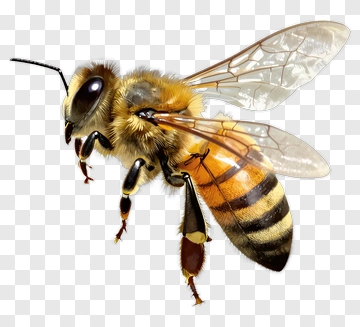 Bee In Flight PNG