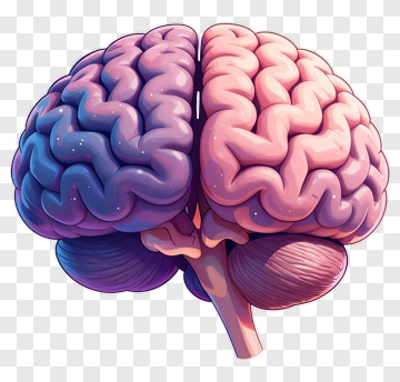Cartoon Brain With Color Gradient PNG