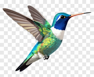 Hummingbird In Flight PNG