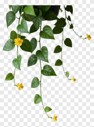 Hanging Plant With Yellow Flowers PNG