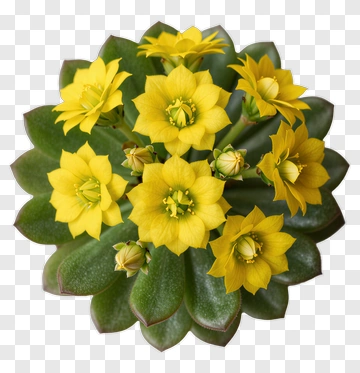 Succulent Plant With Yellow Flowers PNG