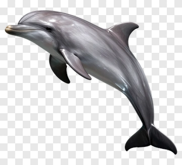 Dolphin In Mid-air PNG
