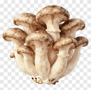 Cluster Of Oyster Mushrooms PNG