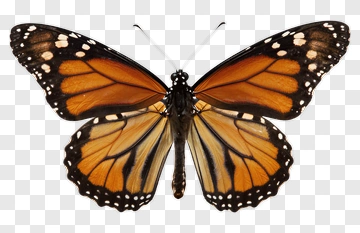 Monarch Butterfly In Detail PNG