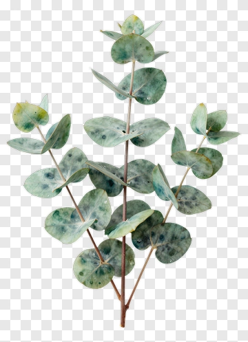 Eucalyptus Branch PNG
